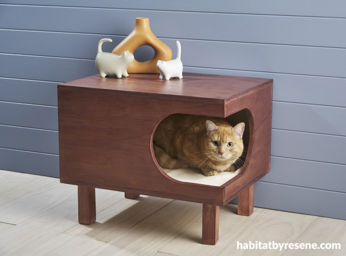 A cat in a cat bed table