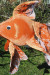 A reel catch: DIY goldfish piñata